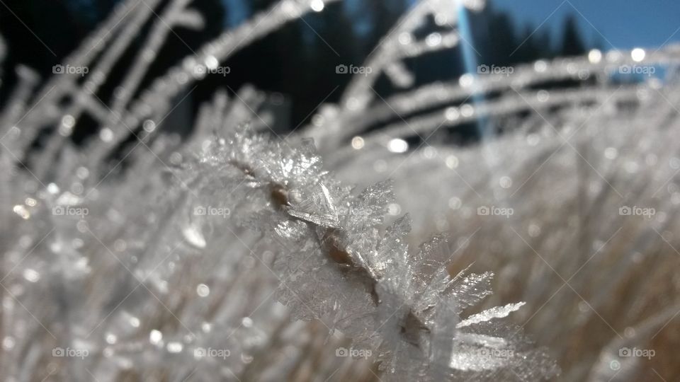 Ice crystals on grass in the Rocky Mountains