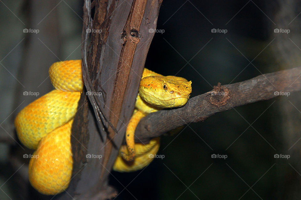 Yellow Tree Viper, Central Florida Zoo, Sanford, Florida