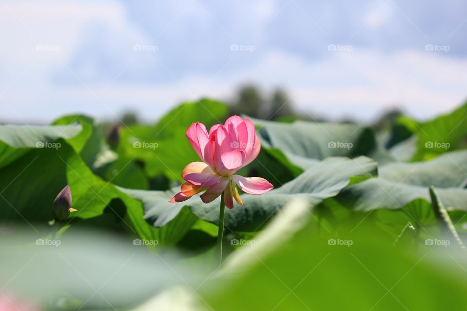 Lotus