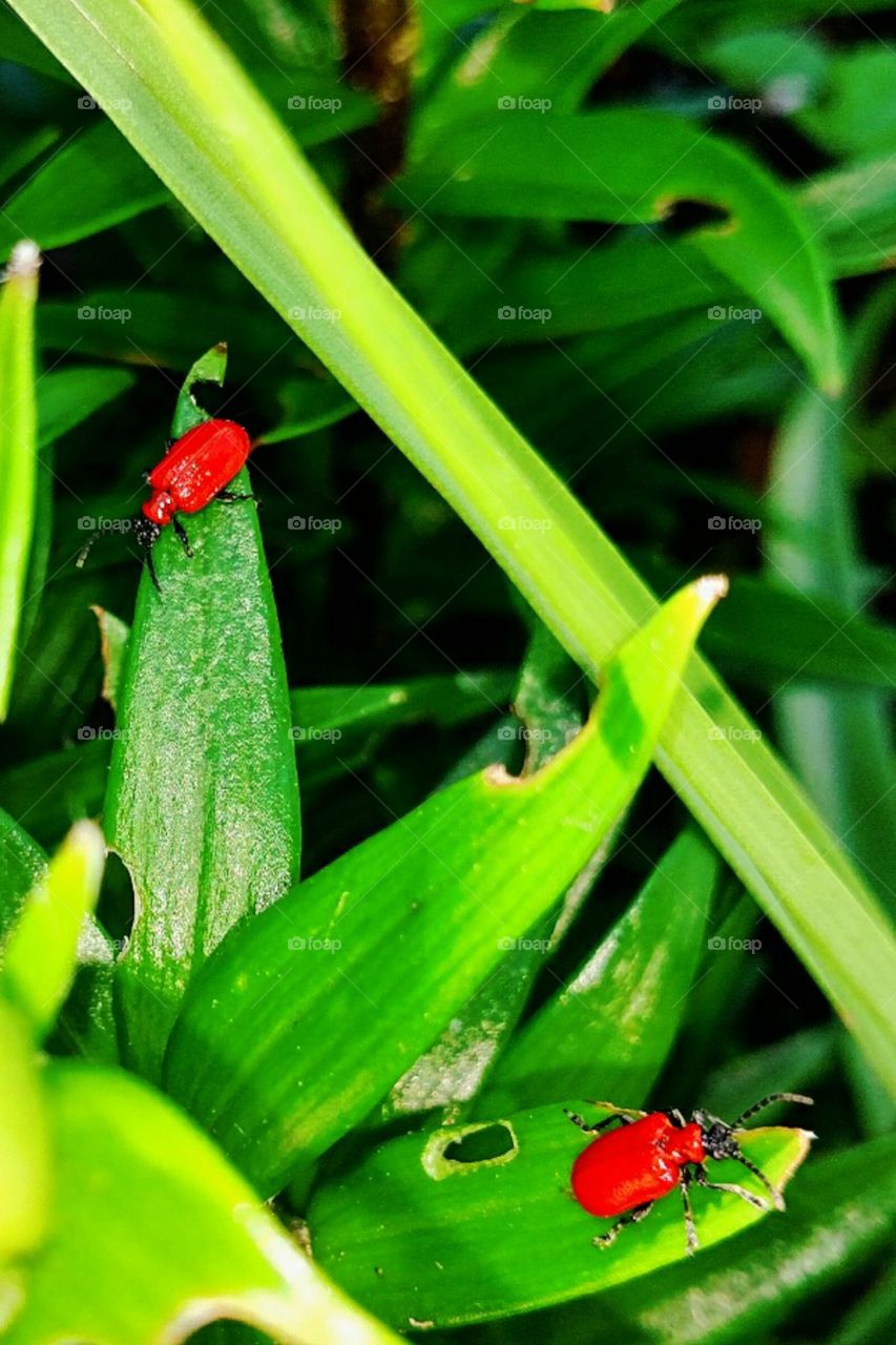 red beetles