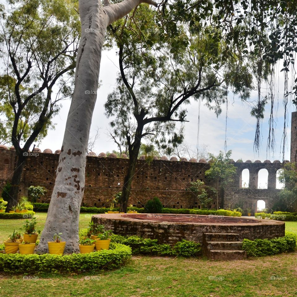 Banyan Tree In Fort