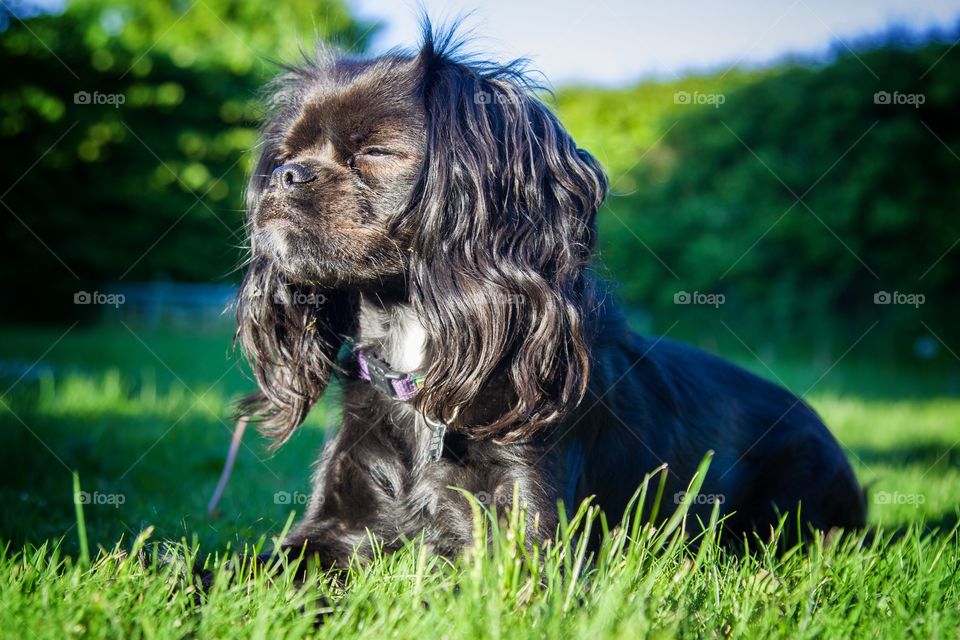 Sweet little black puppy