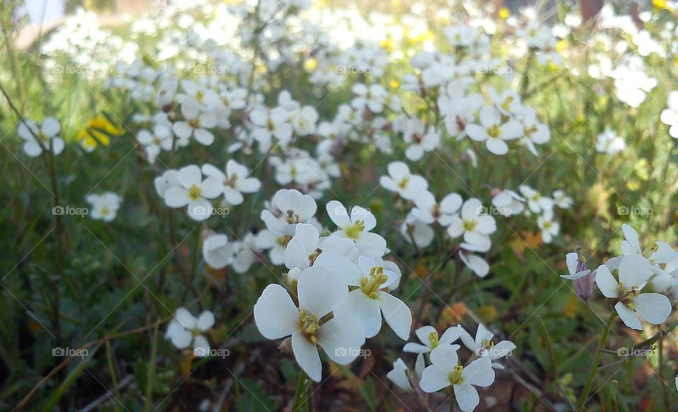 Flowers