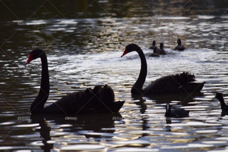 Swans in Australia 