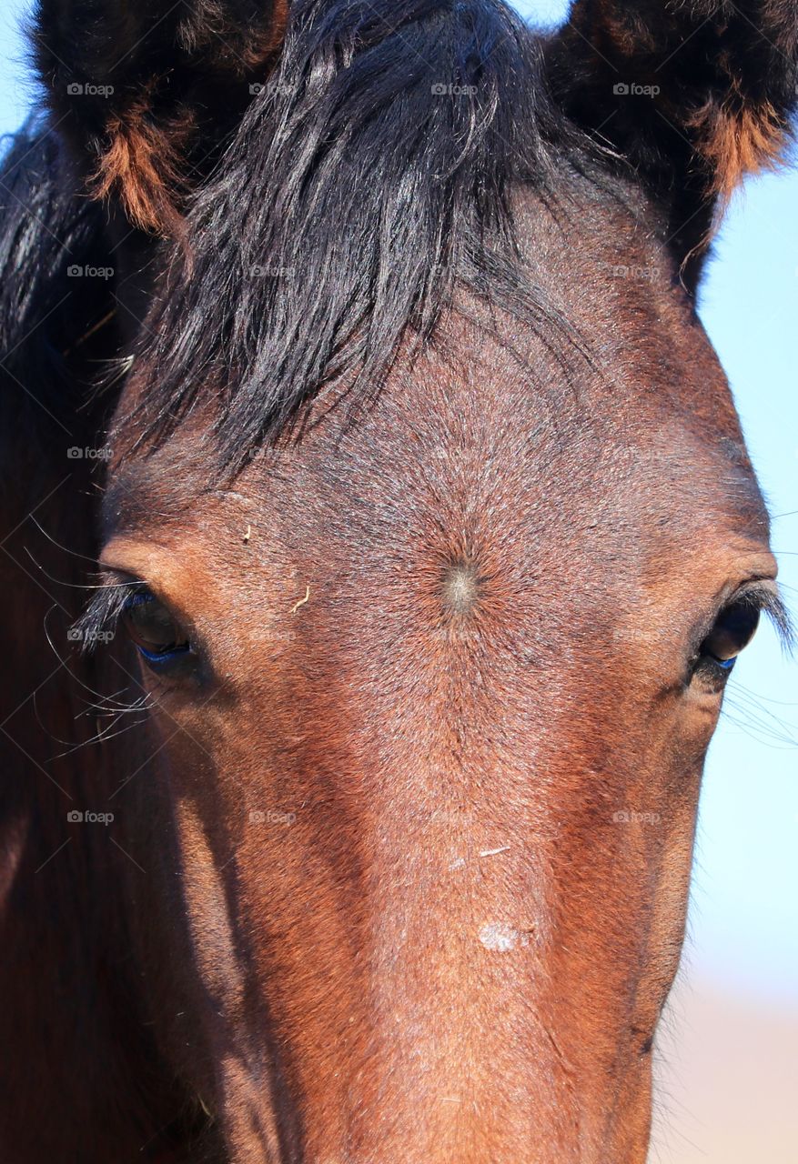 Closeup headshot eye feature study of a wild American mustang mare 