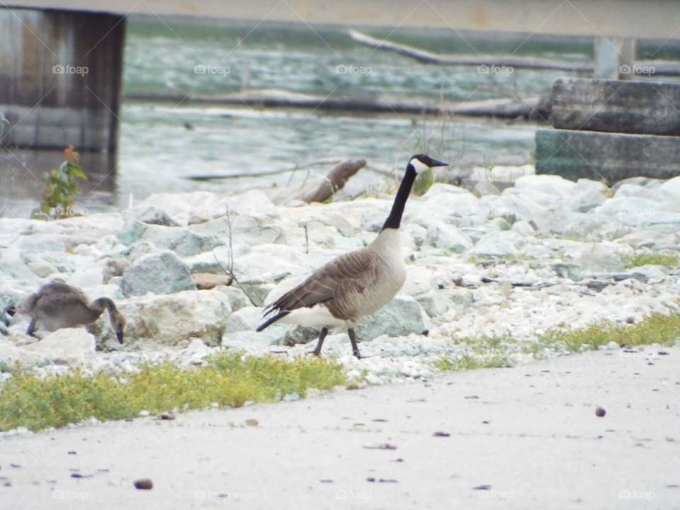 geese by the Mississippi River