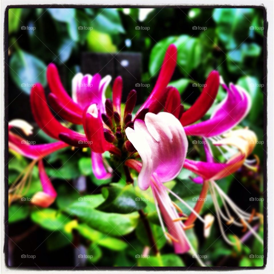 Kaprifol, honeysuckle