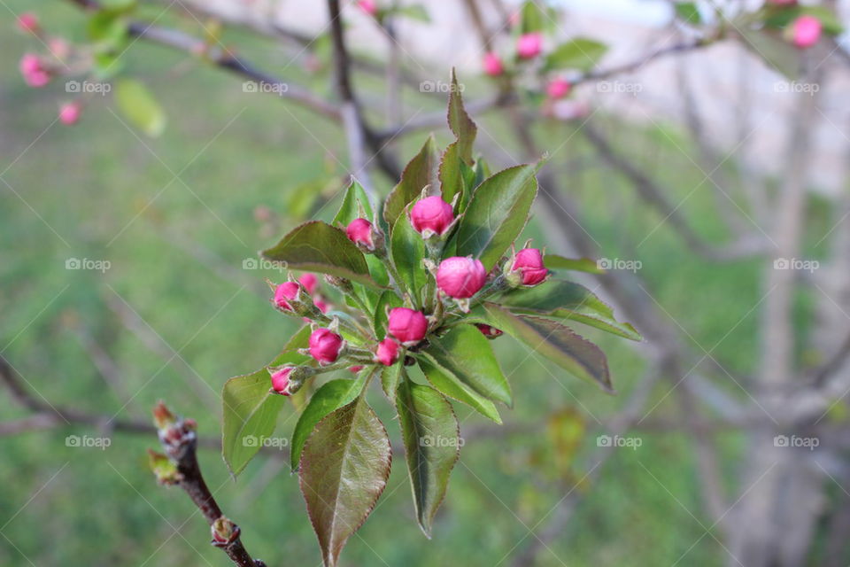 crabapple blooms