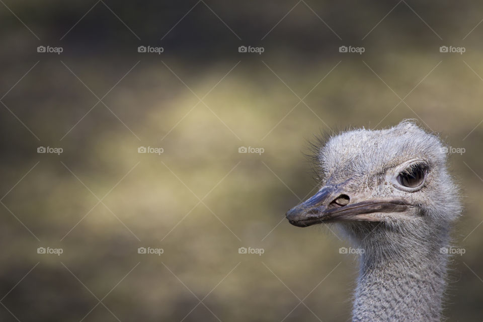Ostrich portrait, minimalistic snap 