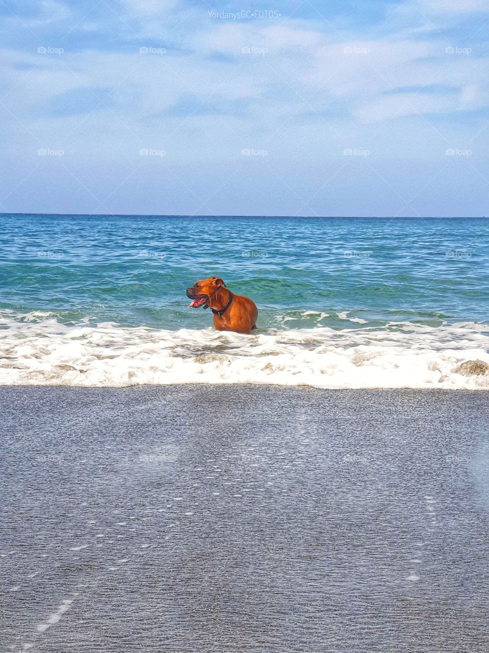 Dogs loves beach