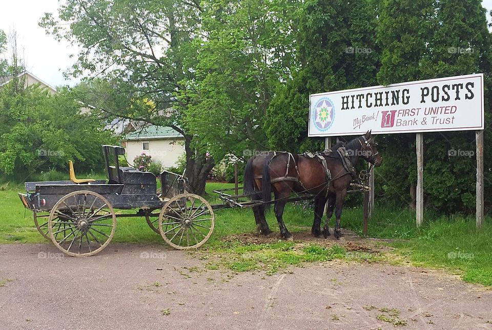 An Amish carriage drawn by horses, hitched at a local hitching post. 
