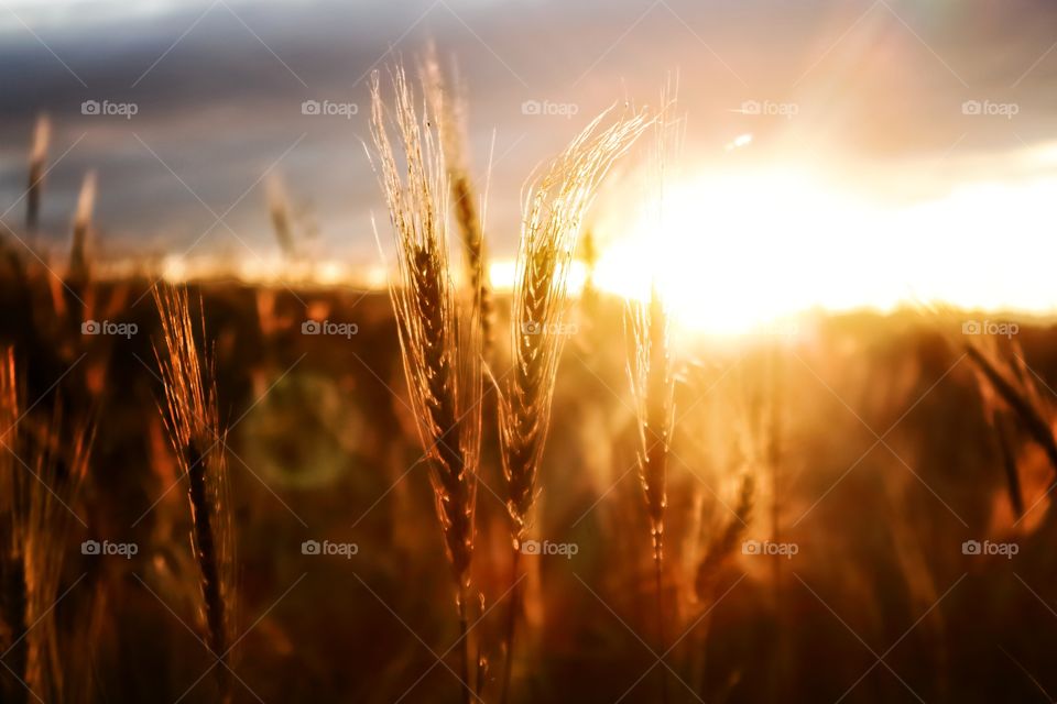 barley sunset