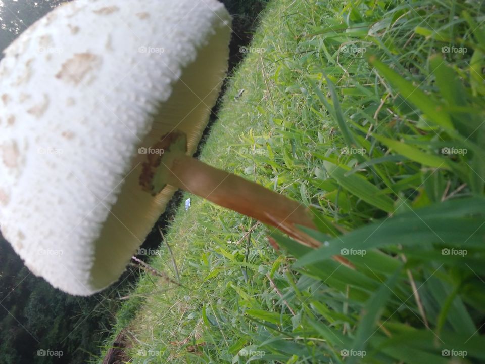 mushroom angle