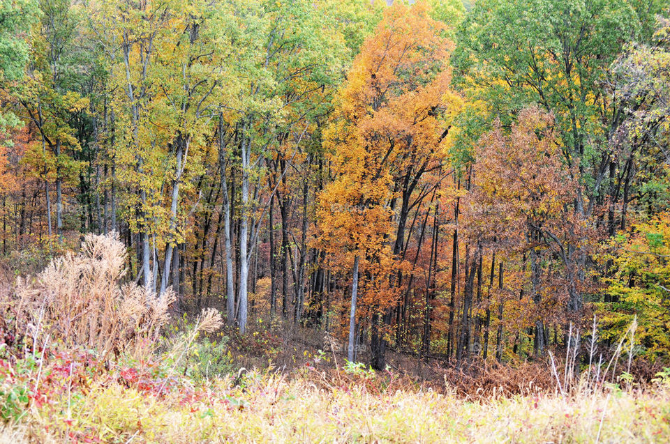 nature outdoors wood tree by refocusphoto