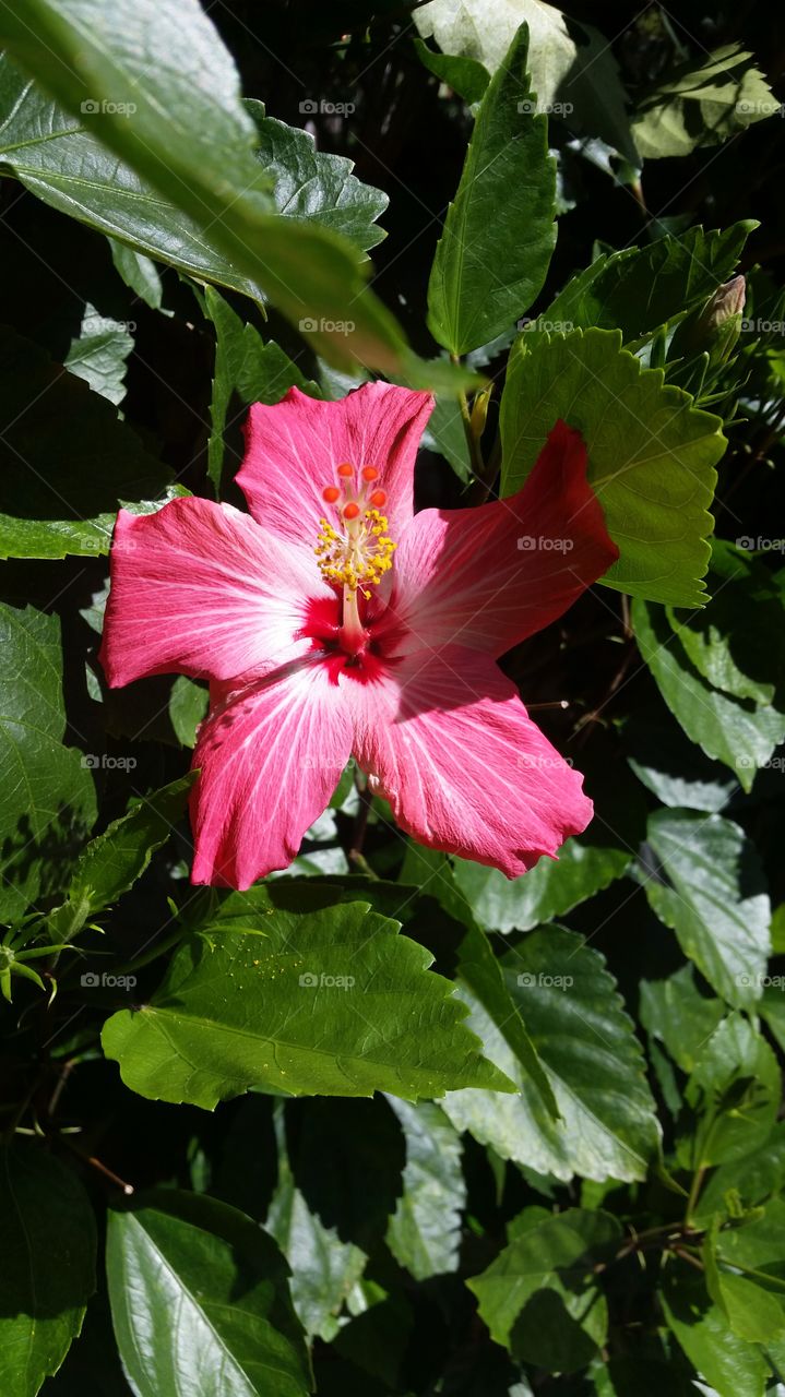 Tropical flower i