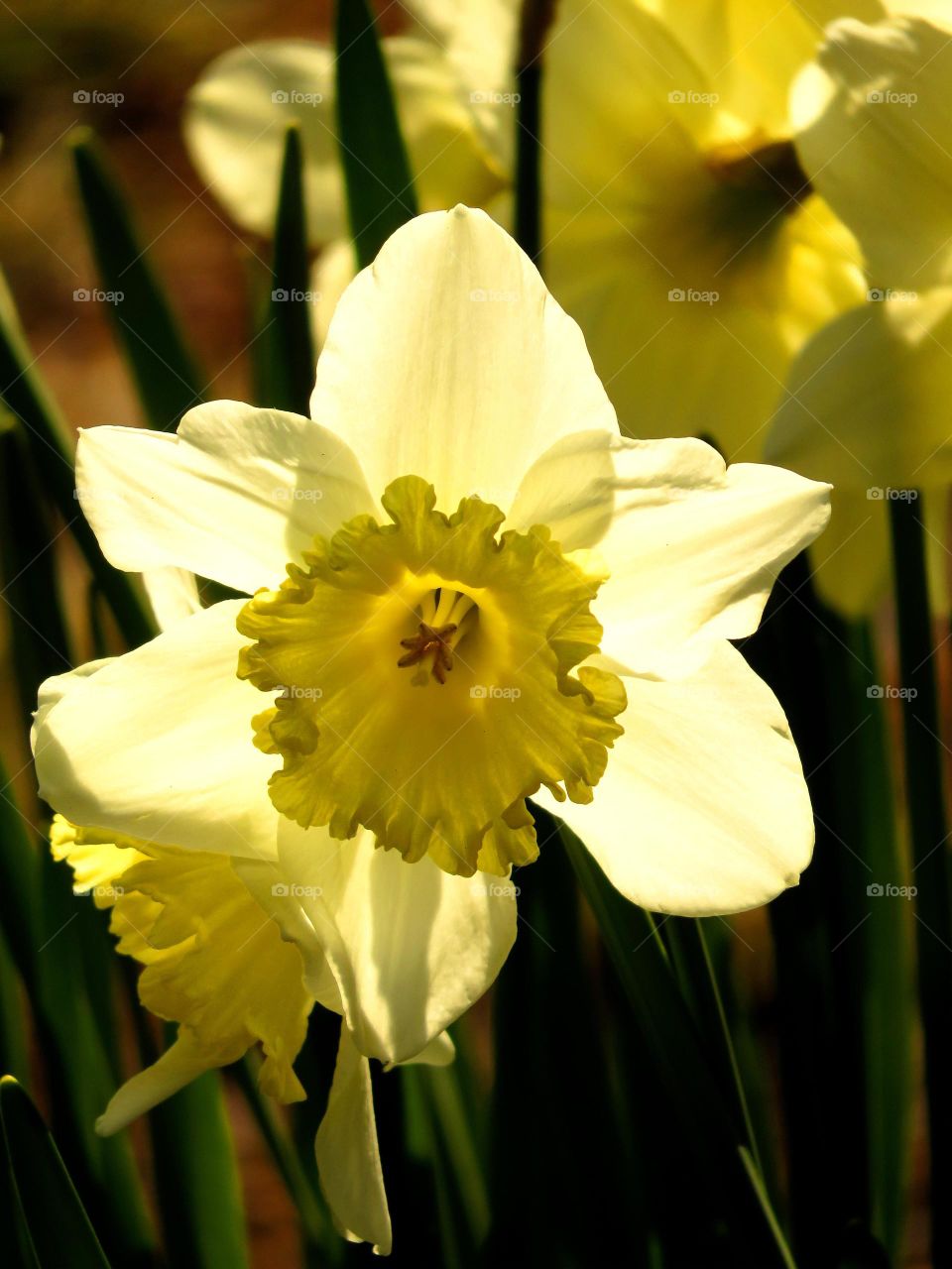 colour stories: yellow