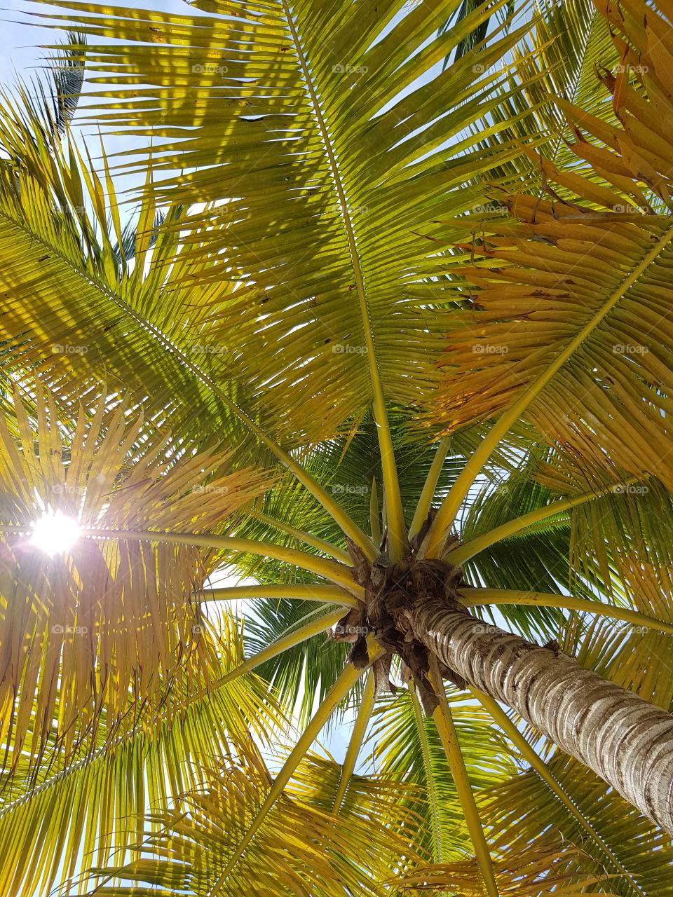 Looking up to beautiful tall palm tree, green and yellow palm frond leaves with sun shining through