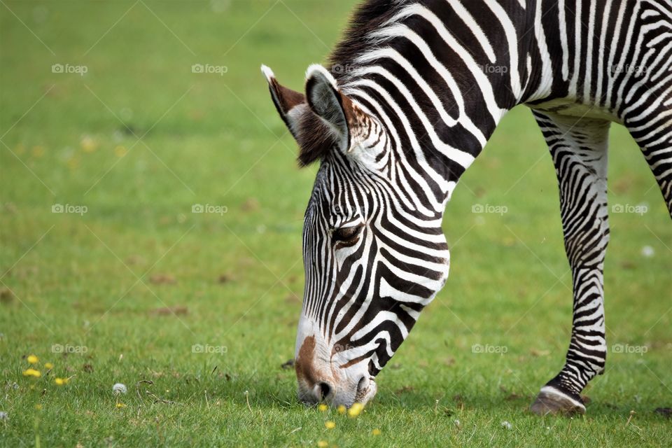 Grazing zebra