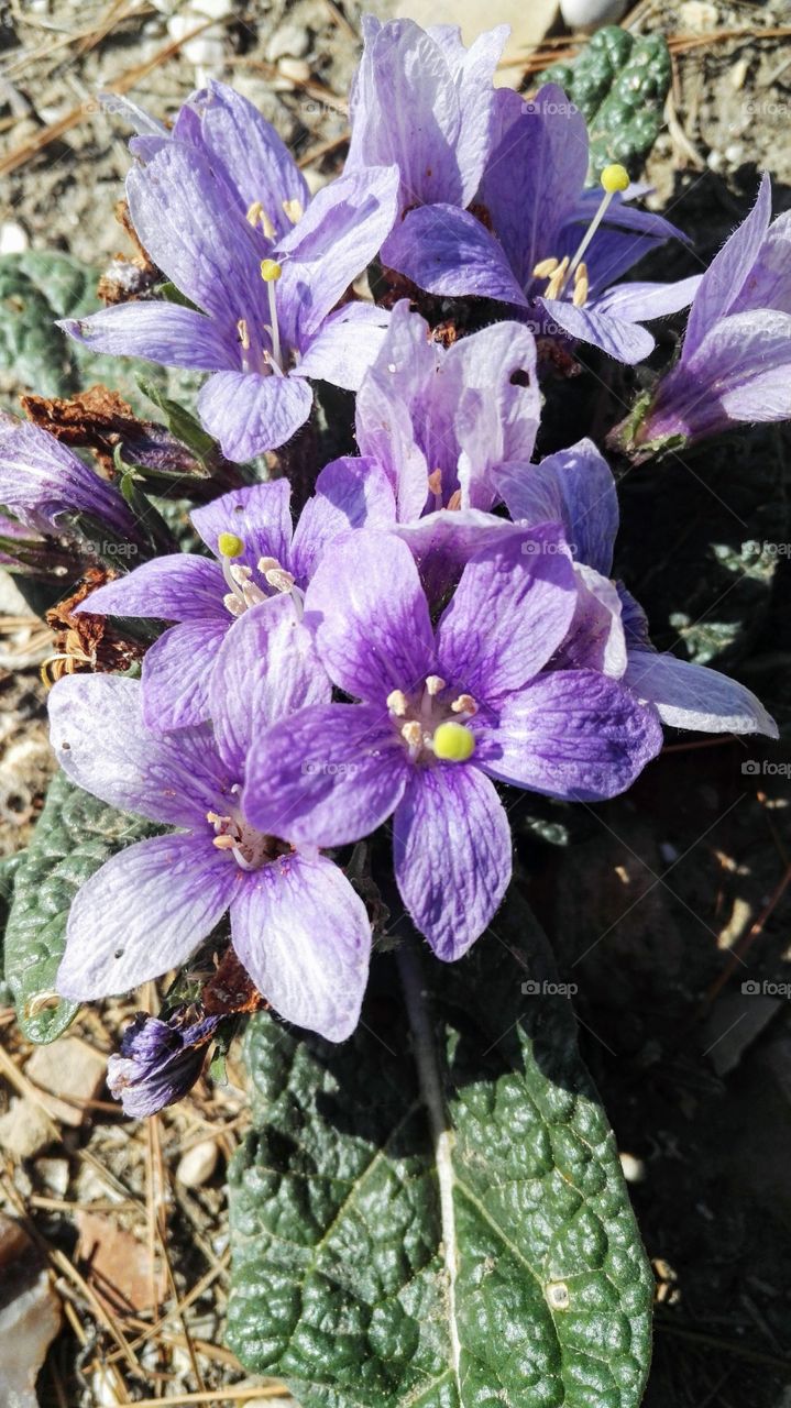 fiori Viola
