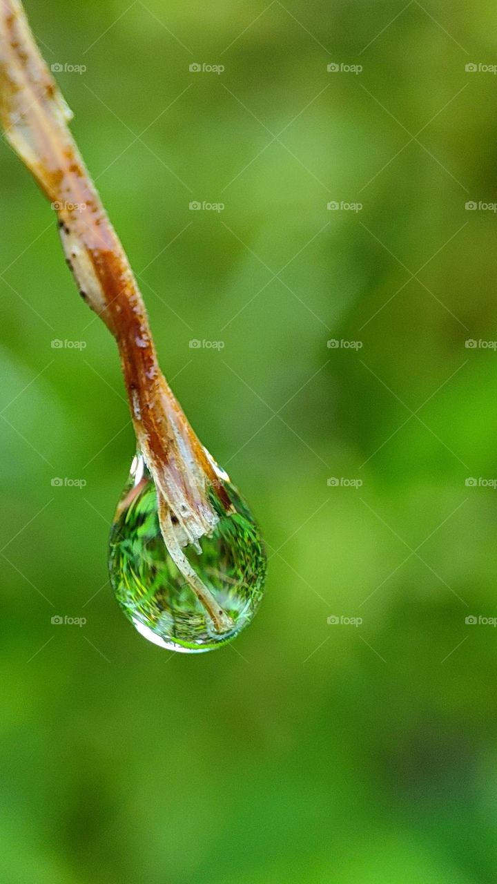 water drop at the grass tip
