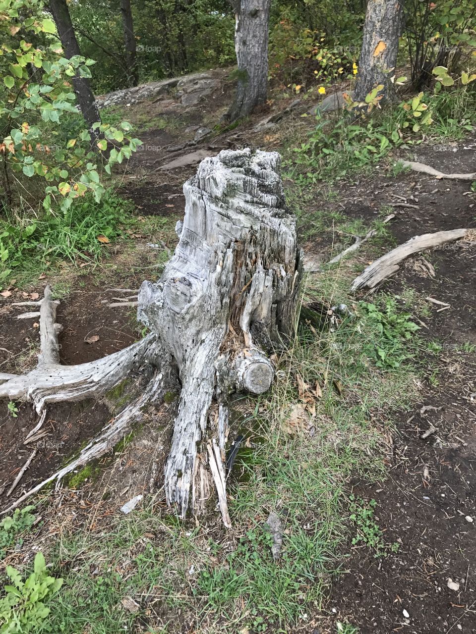 Old wood tree
