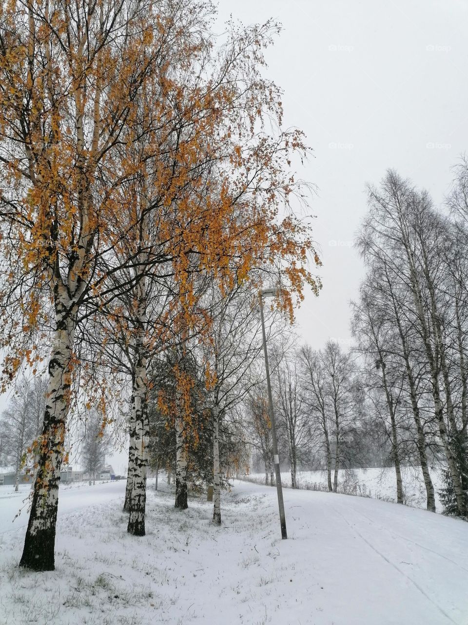 There are still a few yellow leaves in the birch even though the snow has already fallen to the ground.