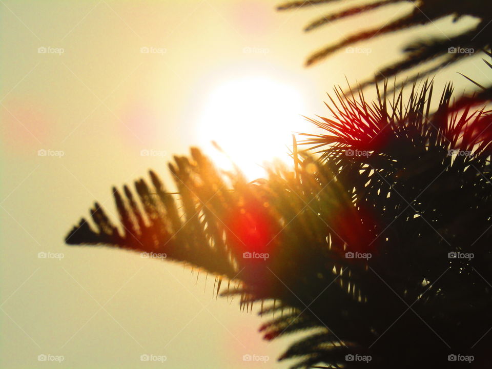 Beautiful sunset through trees or leaves with beautiful background