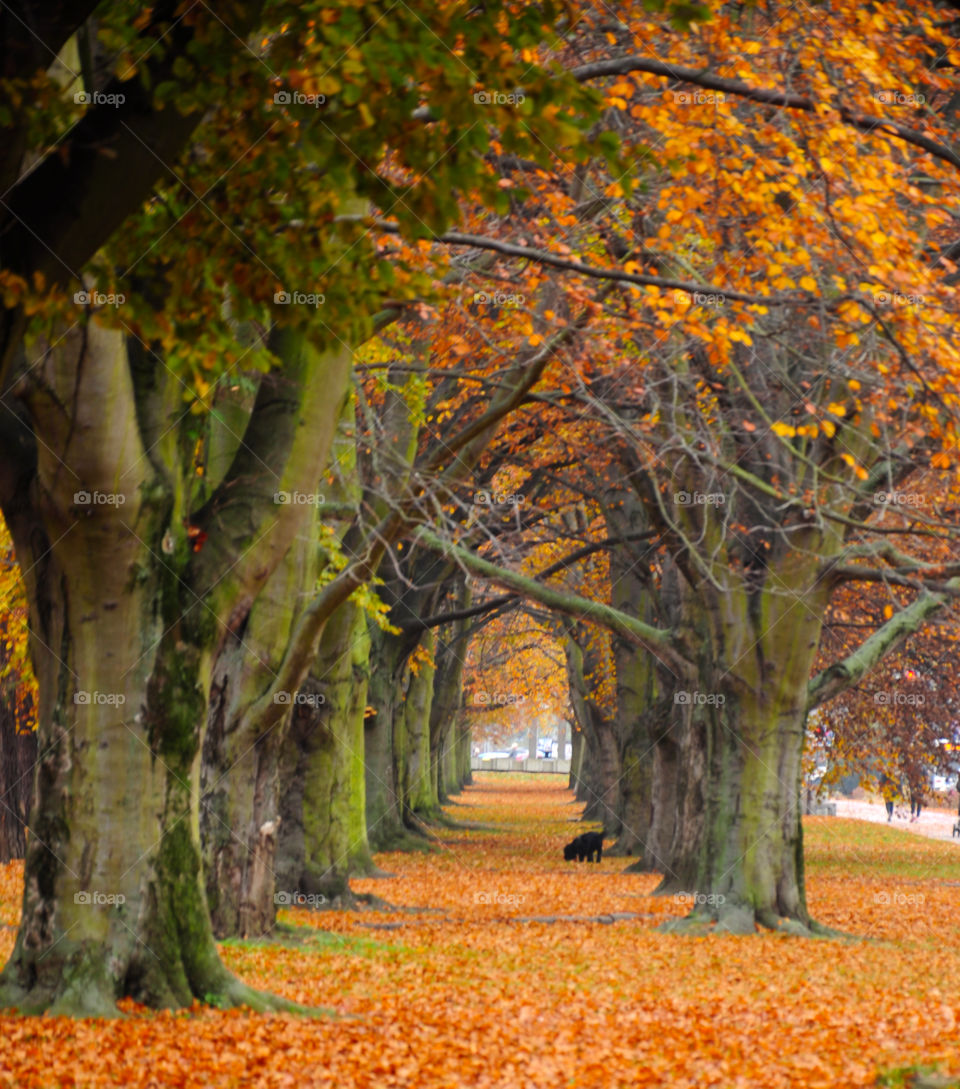Autumn colors in Poland 