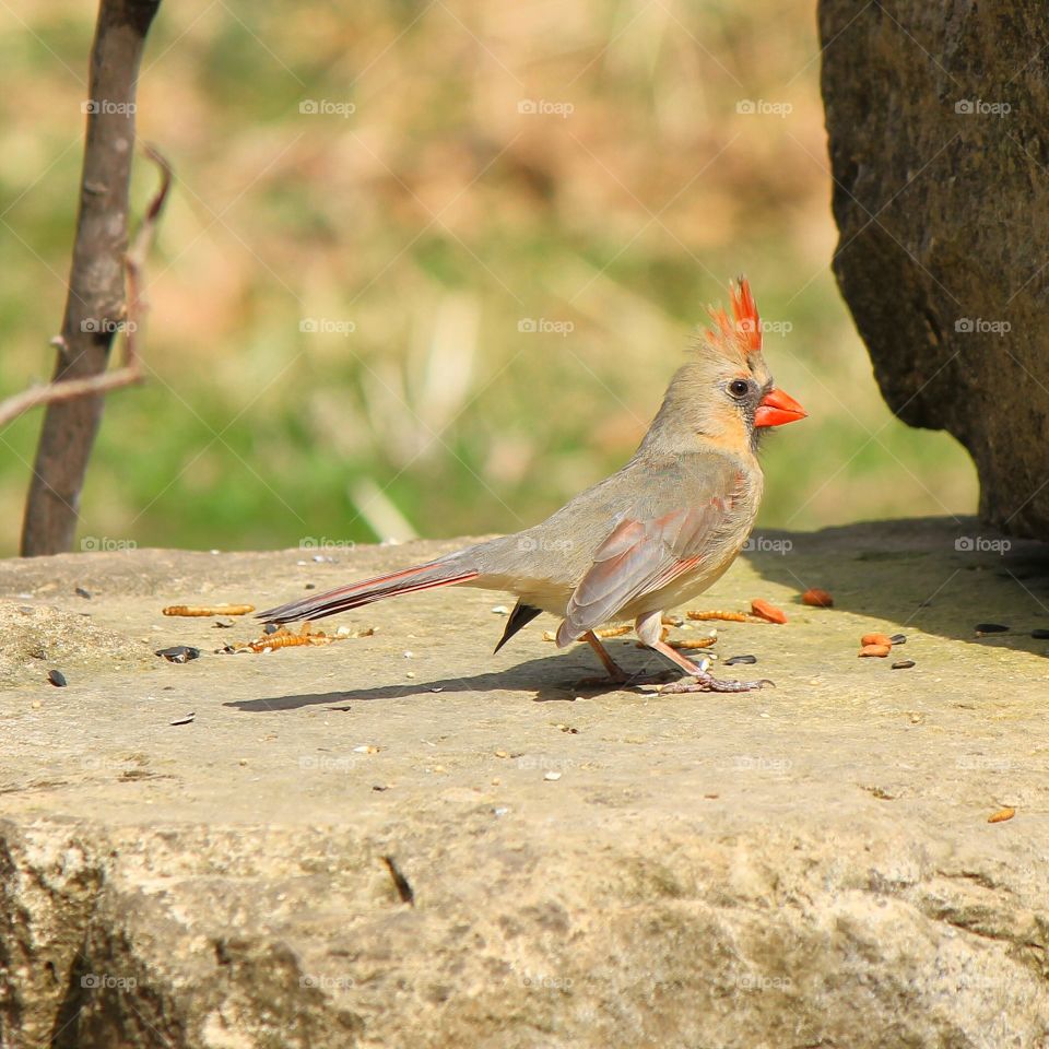 Strutting her stuff 