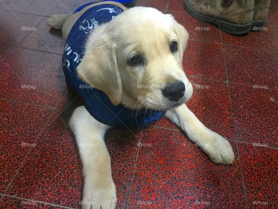 😍😍😍. Labrador puppy being trained to help the blind!