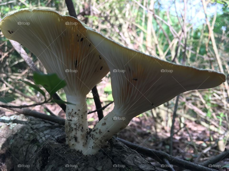 Mushroom on a log