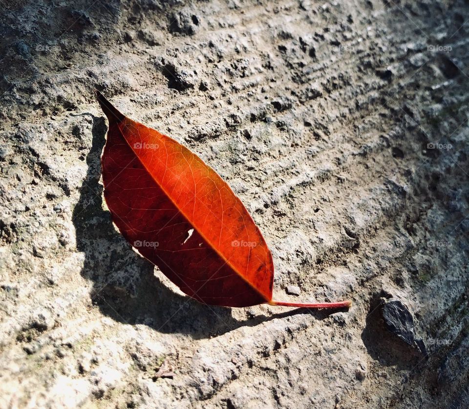 Red leaf