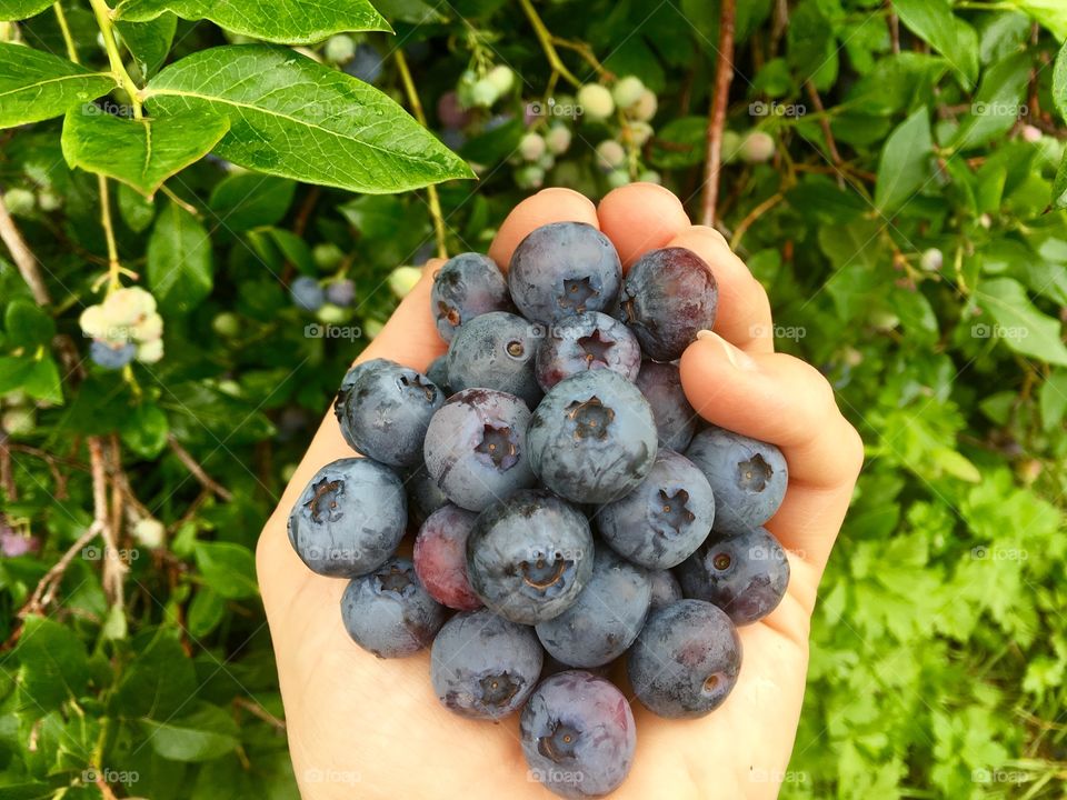 Blueberries