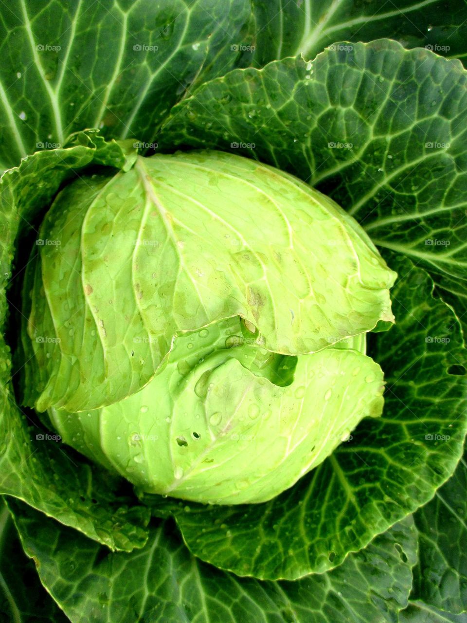 Cabbage