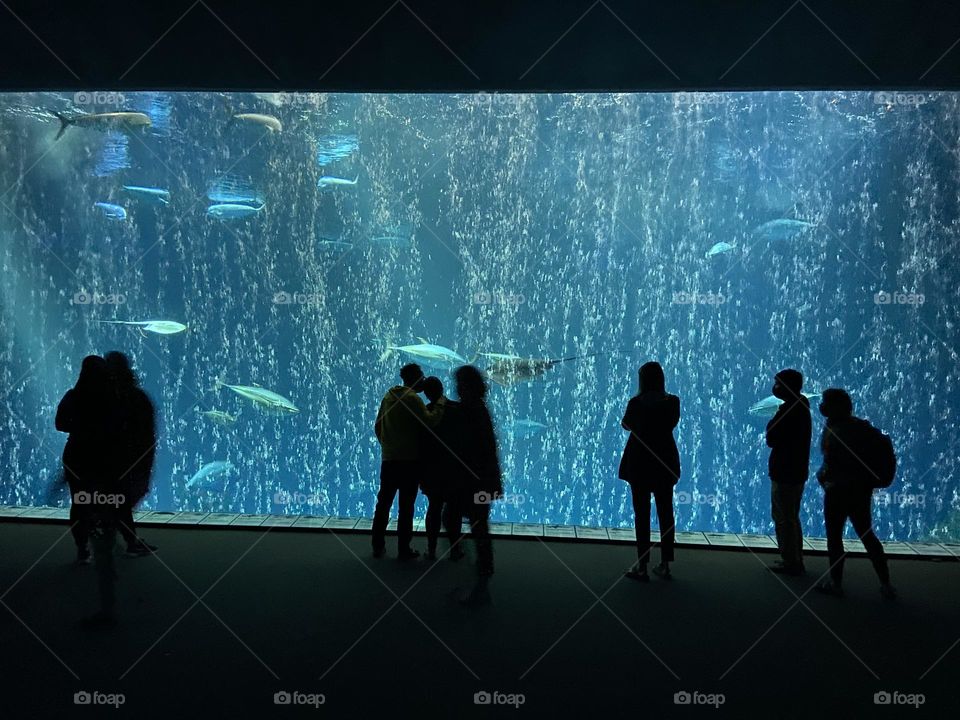 Bubbles in the big fish tank