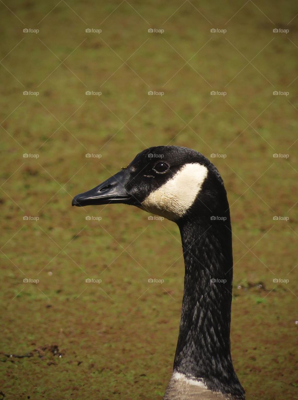 Headshot of a Canada Goose
