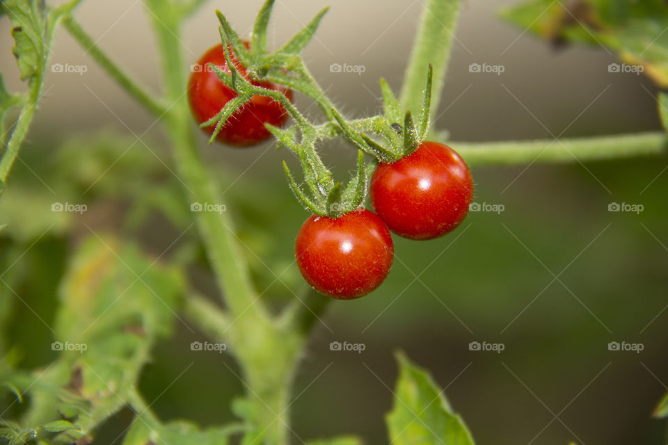 Solanum Lycopersicum. Tomat Buah.