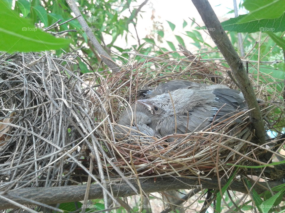 Nature, Bird, Nest, Wildlife, Animal