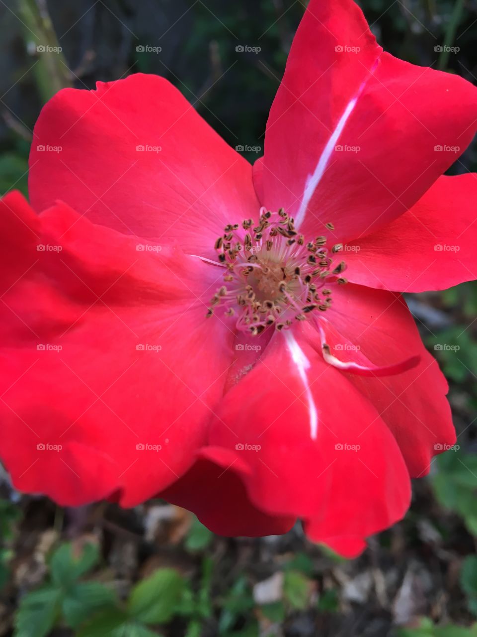 Red polyanthas rose blooming in autumn