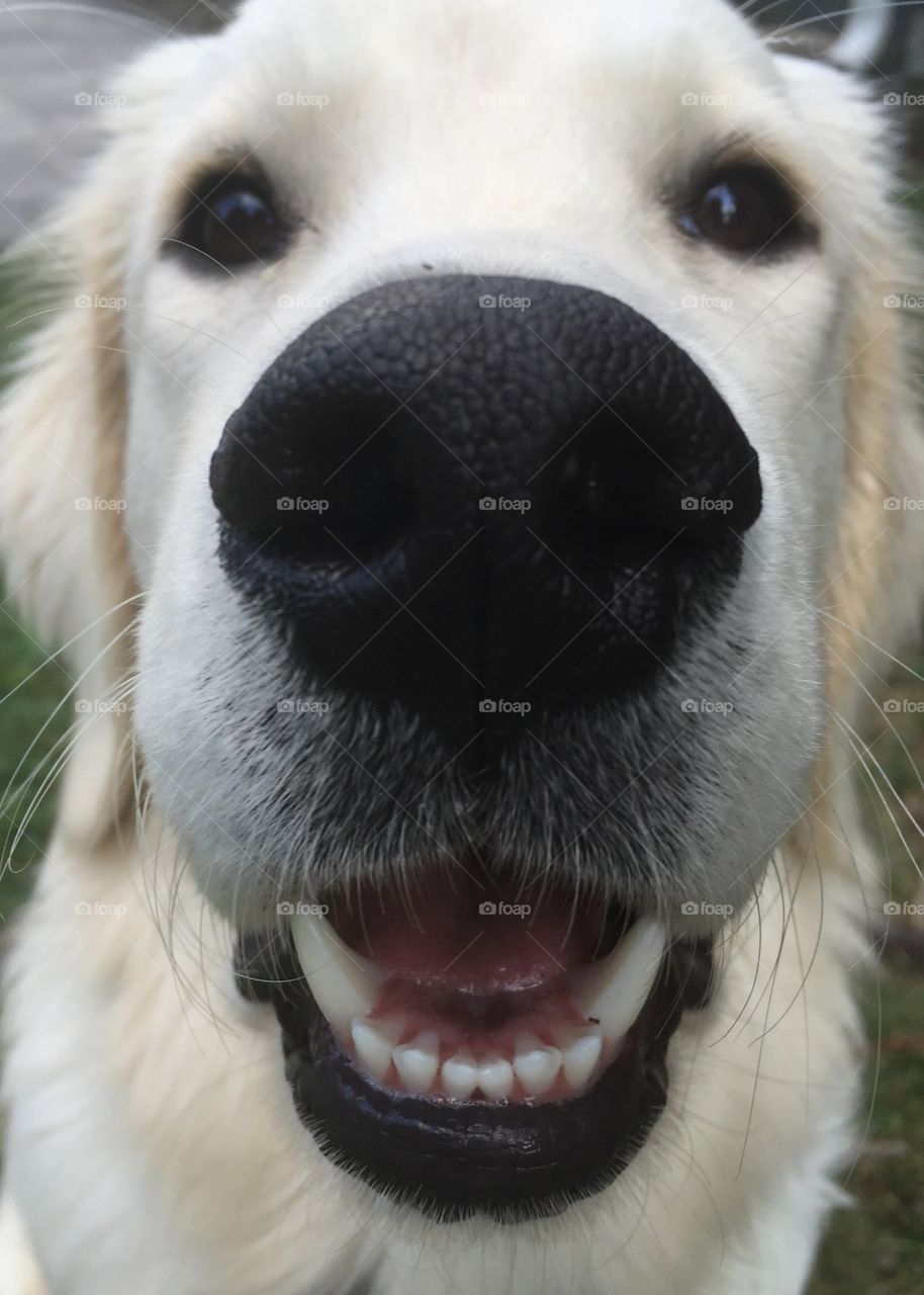 Extreme close-up animal mounth