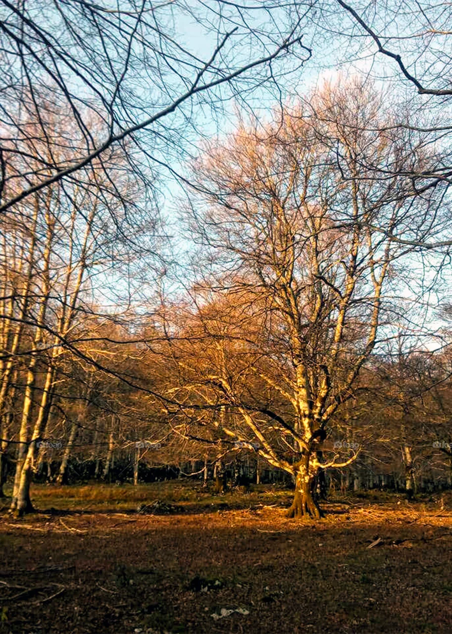 tree