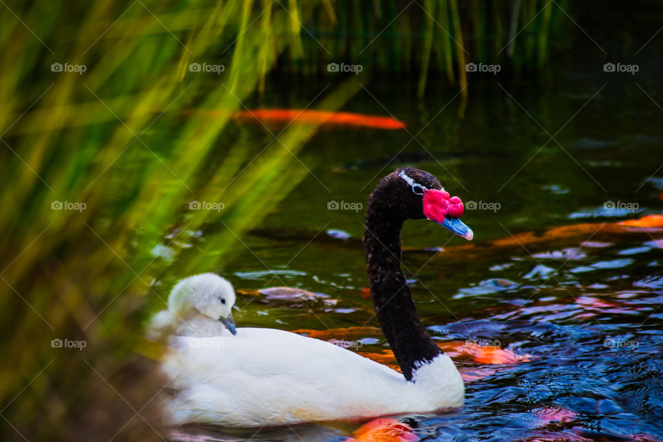 black neck goose with its young on the back