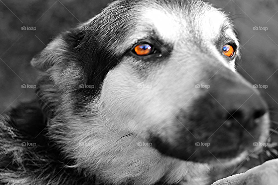 Old German Shepherd dog with smart and faithful eyes