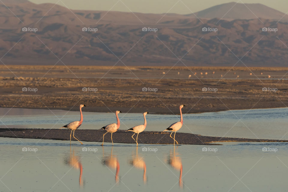 Flamingos in Salar de Atacama