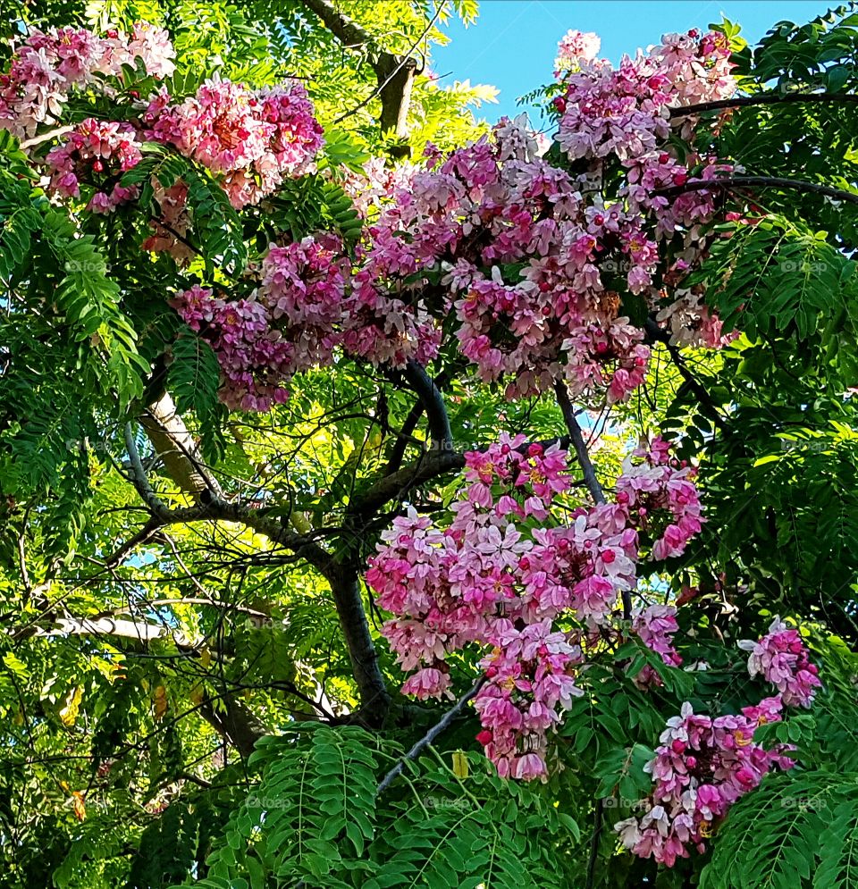 Flowering tree in summertime