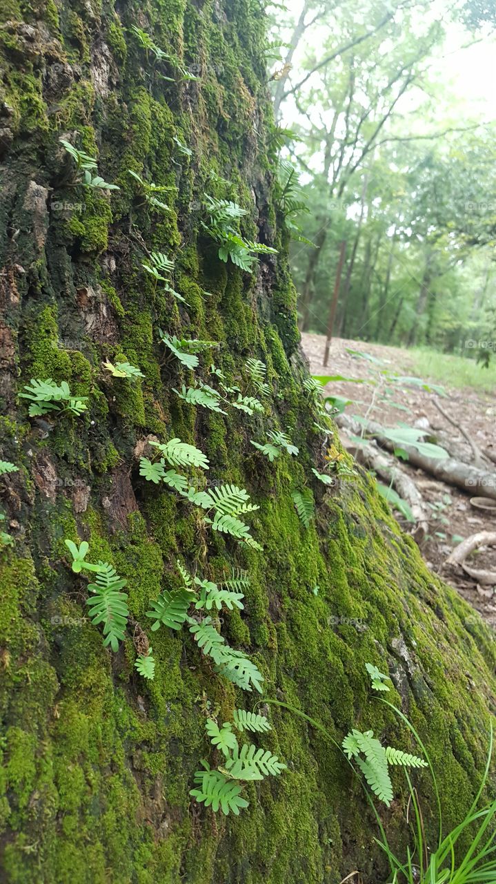 Wild fern with moss on a white oak tree.