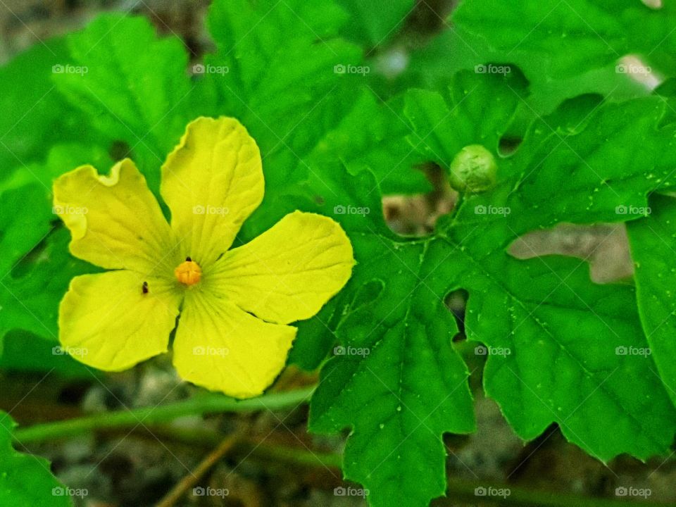 Yellower flower and green leaf background in my backyard