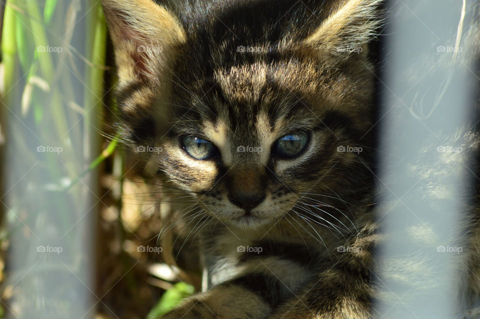 portrait of my little cat