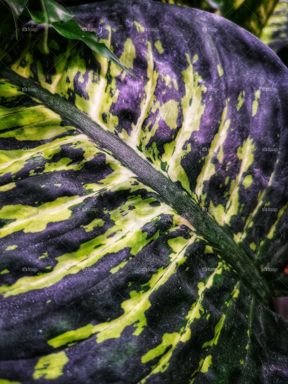 Macro plant flower beauty nature construction design decor view outside outdoor day part details fluffy capture bunch Flow purple violet field green grow grass leaf