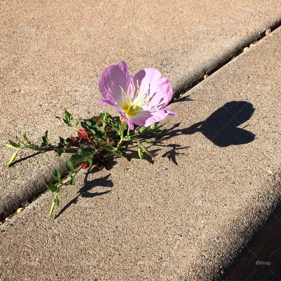 Wildflower blooming in sidewalk crack